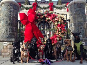 Saratoga dog walker has a big following, Life & Arts