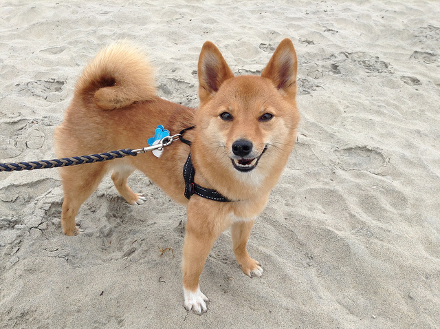 Doggy Day Trip: Lake George NY Dog Beach