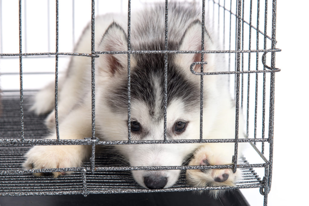 what to do when dog barks in crate