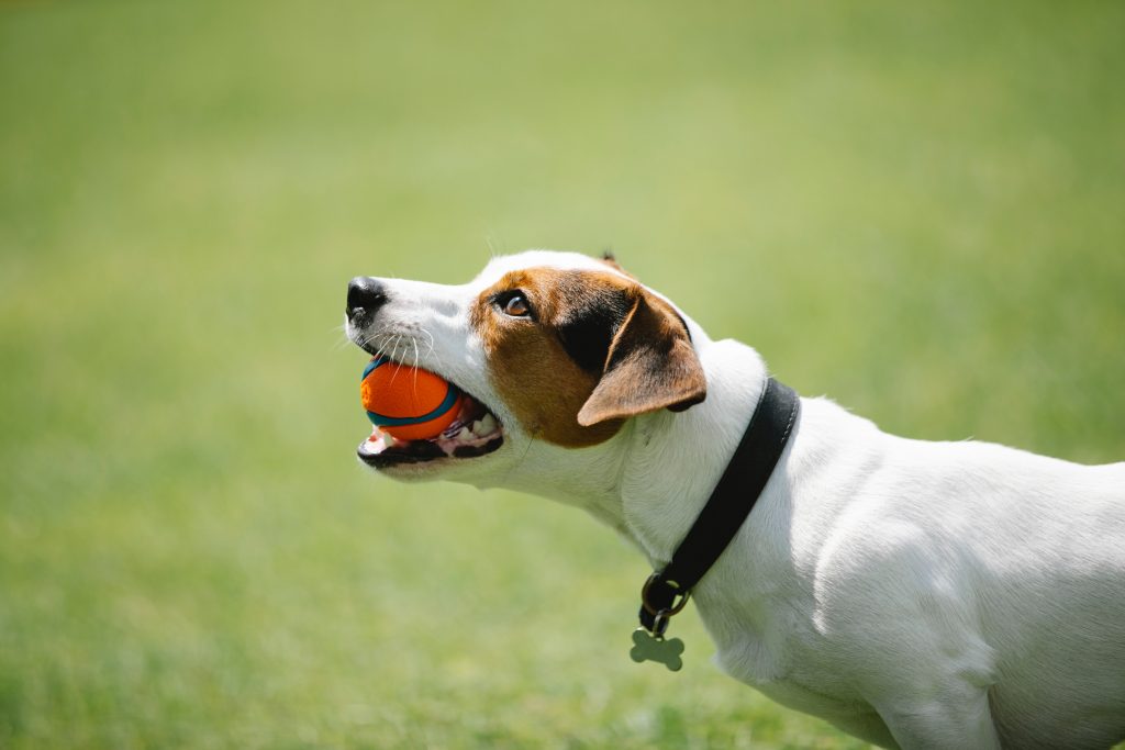 10 Toys to Keep Your Dog Busy